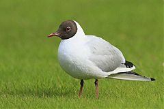 Black-headed Gull